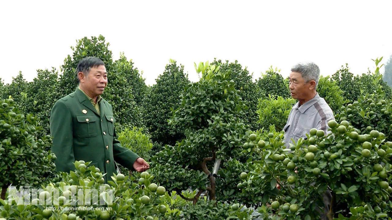 Các CCB phường Vị Khê bên vườn quất cảnh chuẩn bị cho thị trường Tết Bính Ngọ