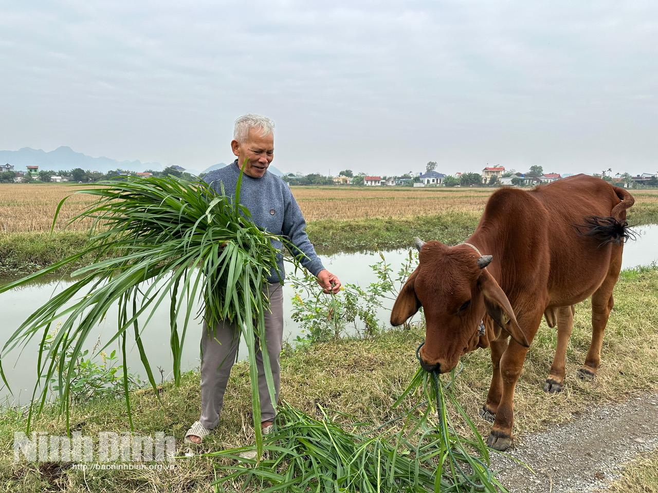Với ông Nguyễn Ngọc Thụy, con bò giống được dự án hỗ trợ không chỉ là tài sản lớn mà còn là niềm hy vọng giúp ông tự tin xin ra khỏi danh sách hộ nghèo.