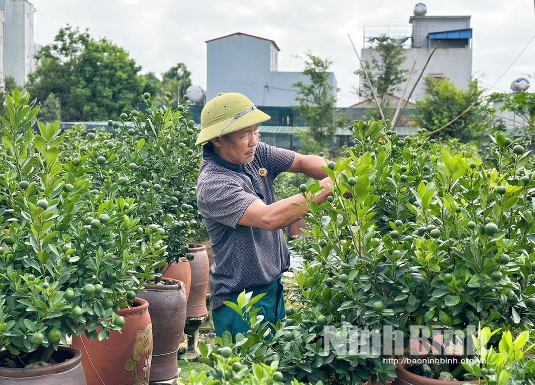 Ông Hoàng Văn Hồng (tổ dân phố Thành Công, phường Vị Khê) bên những tác phẩm "quất chum" tâm huyết của mình.