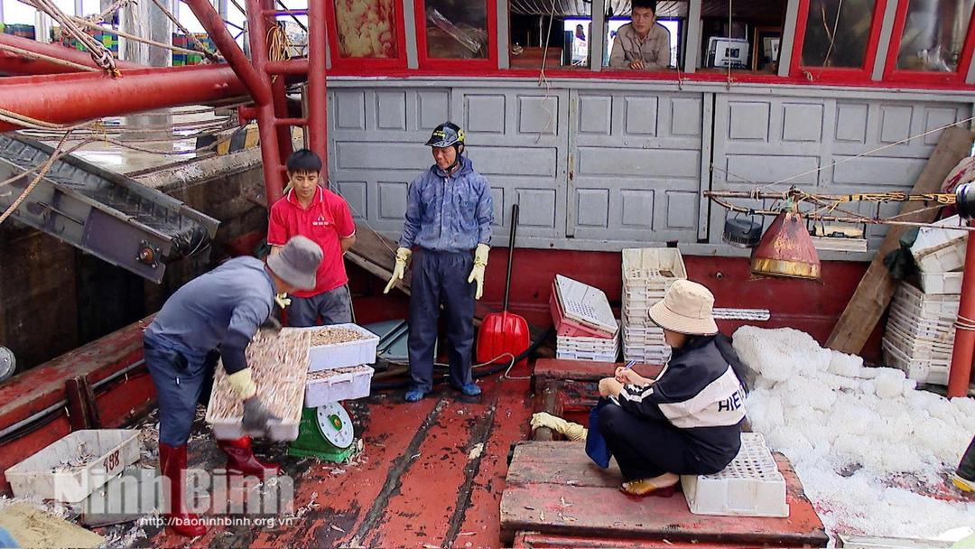 Hoạt động bốc dỡ, thu mua hải sản tại Cảng cá Ninh Cơ diễn ra nhộn nhịp, đảm bảo quy trình giám sát sản lượng.