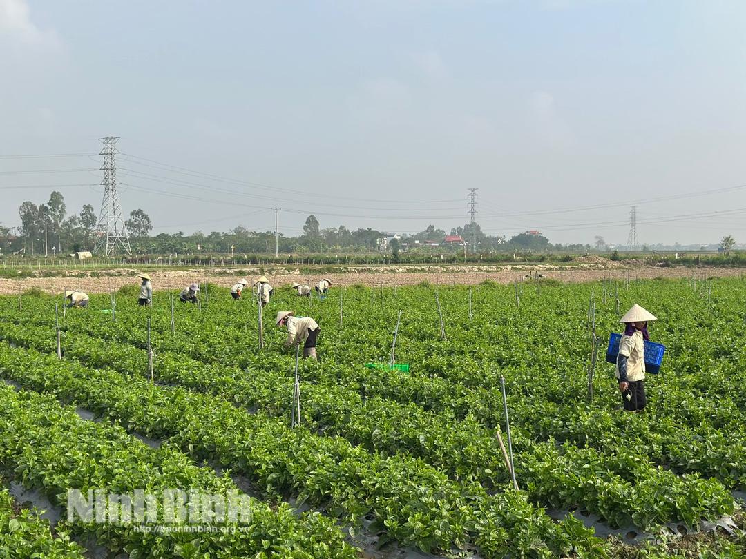 Sản xuất nông nghiệp công nghệ cao tại Công ty TNHH Đầu tư sản xuất phát triển nông nghiệp WinEco đang tạo việc làm cho 200-300 lao động địa phương.