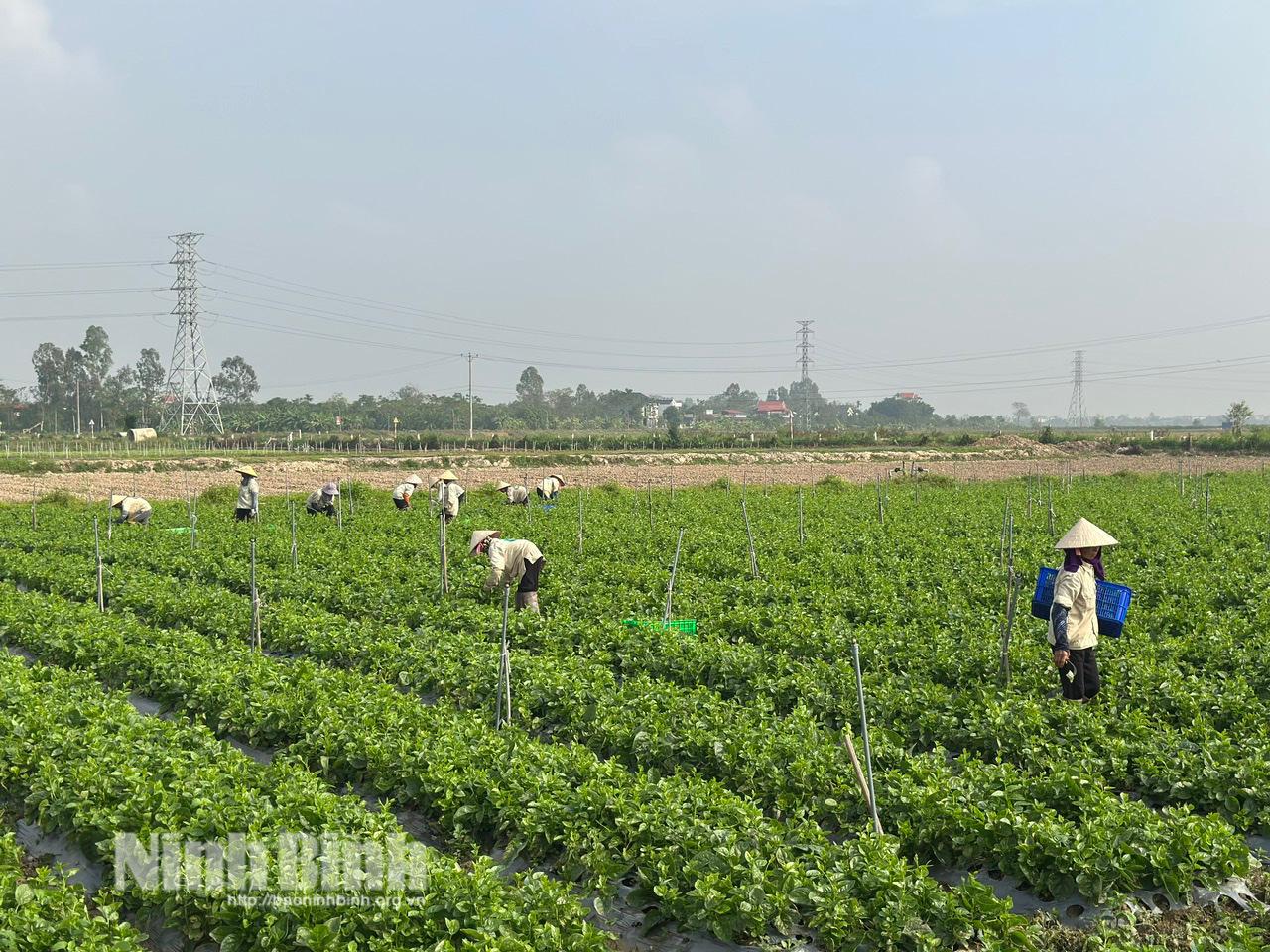 Sản xuất nông nghiệp công nghệ cao tại Công ty TNHH Đầu tư sản xuất phát triển nông nghiệp WinEco đang tạo việc làm cho 200-300 lao động địa phương.