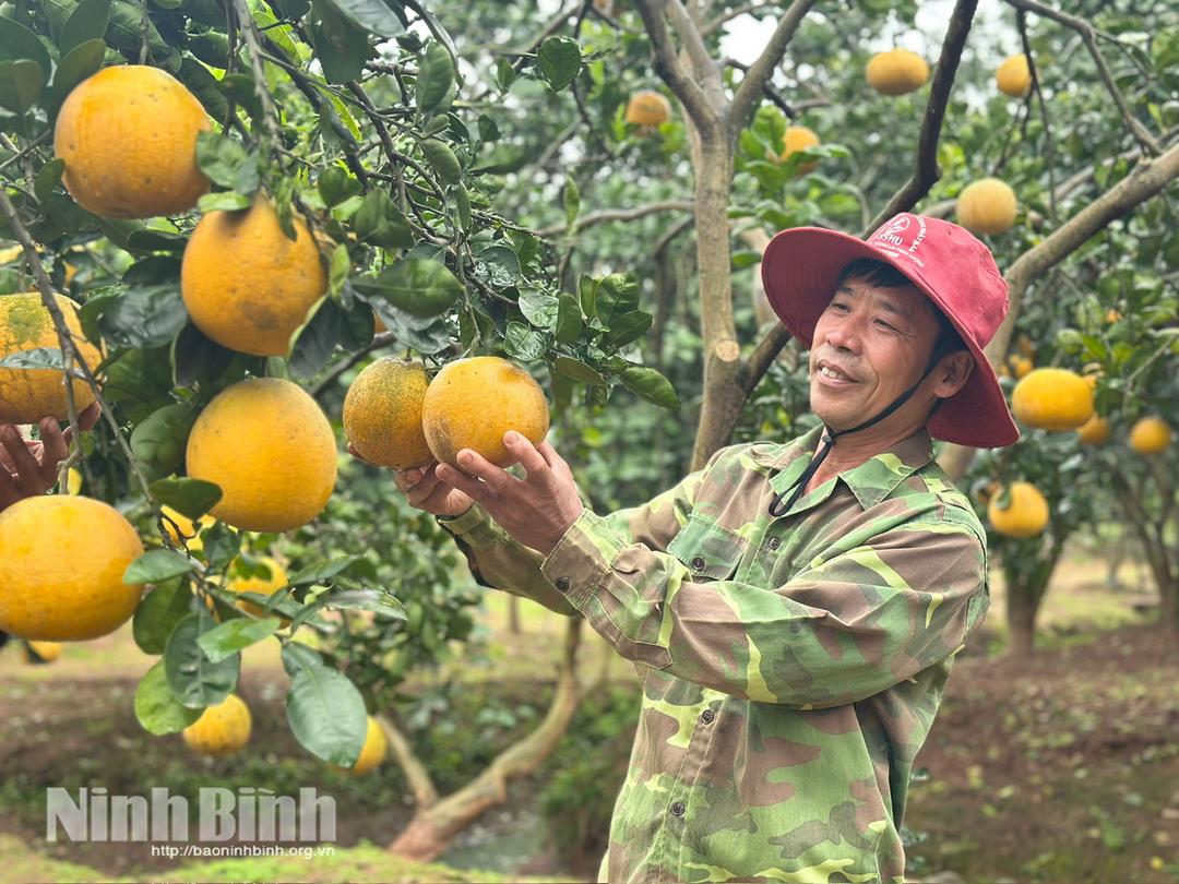 Vùng bưởi Du Long (phường Duy Tân) hồi sinh mạnh mẽ sau thiên tai, những vườn bưởi Diễn sai trĩu quả mang lại doanh thu hàng trăm triệu đồng cho nông dân trong dịp Tết Bính Ngọ. Ảnh: Nguyễn Lựu