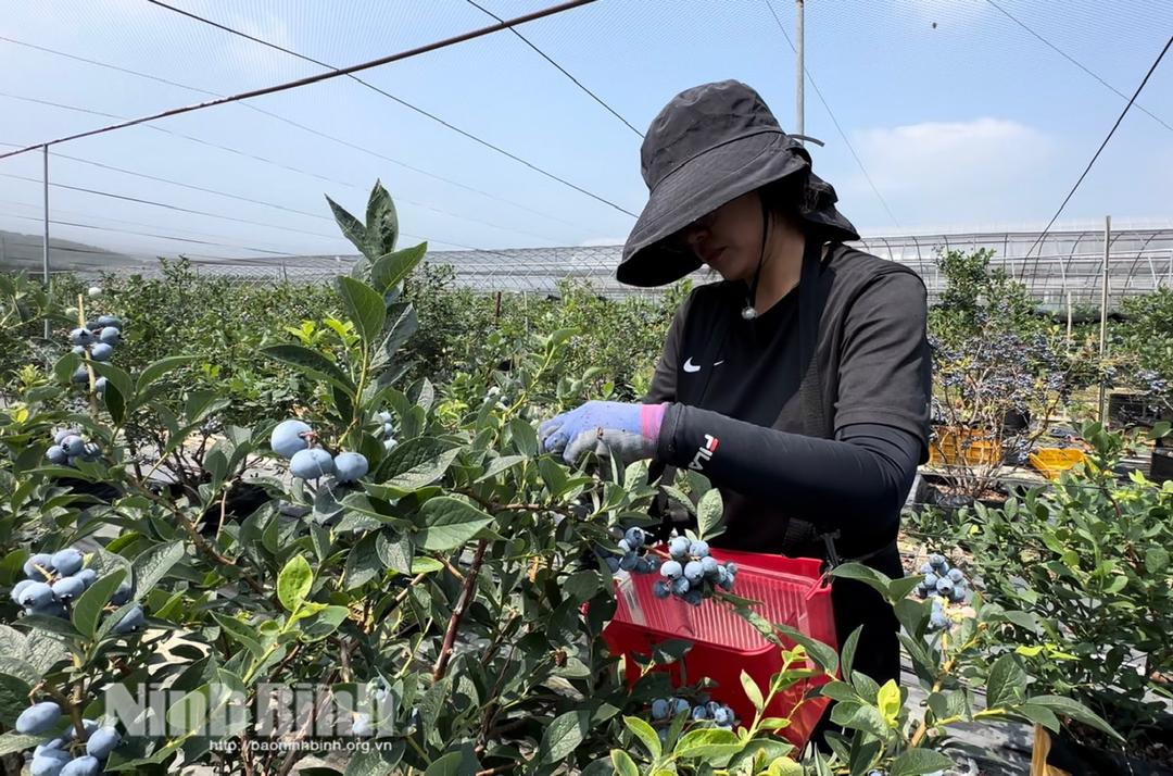 Lao động thu hoạch nông sản tại một trang trại công nghệ cao ở thành phố Asan, Hàn Quốc.