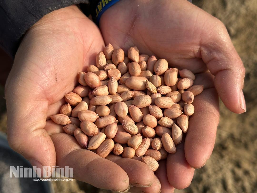 Mỗi hạt giống gieo xuống mang theo ước vọng về một năm mưa thuận gió hòa, mùa màng bội thu.