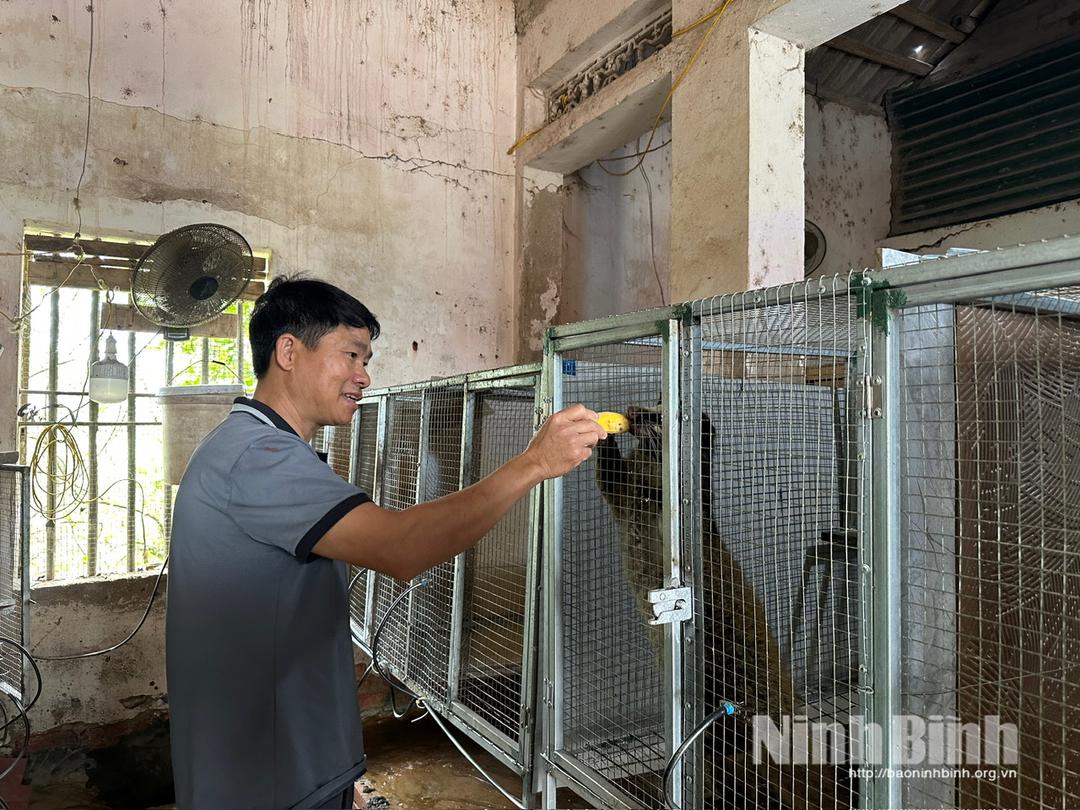 Anh Phạm Văn Tới (xóm 2) chăm sóc đàn cầy hương. Đây là đối tượng đặc sản giúp gia đình anh thu lãi hàng trăm triệu đồng mỗi năm.