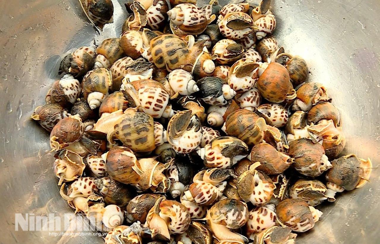 Những mẻ ốc hương chất lượng sẵn sàng cung ứng ra thị trường.