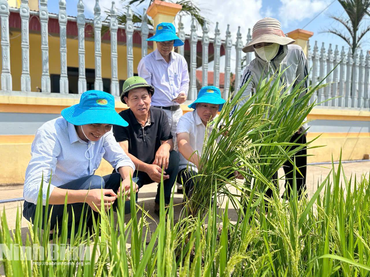 Lãnh đạo Chi cục Trồng trọt và Bảo vệ thực vật cùng đại diện địa phương kiểm tra thực tế tình hình sâu bệnh trên trà lúa Xuân đang giai đoạn trỗ bông tại HTX Ân Hòa, xã Kim Sơn.