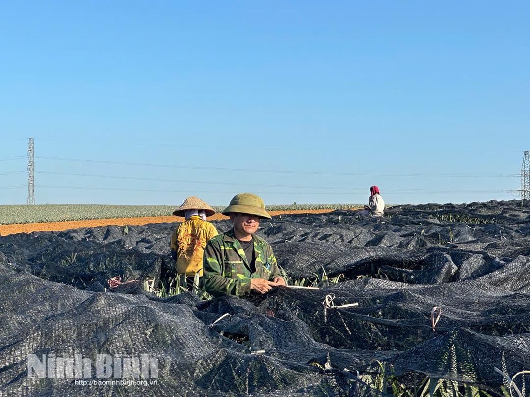 Phủ lưới đen lên toàn bộ ruộng dứa là giải pháp tình thế nông dân phường Tam Điệp áp dụng để bảo vệ quả dứa không bị cháy hỏng.
