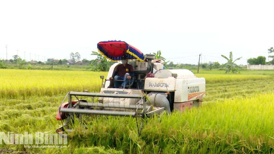 Các địa phương huy động tối đa phương tiện, nhân lực đẩy nhanh tiến độ thu hoạch lúa Xuân, giải phóng đất sớm để sản xuất vụ Mùa.