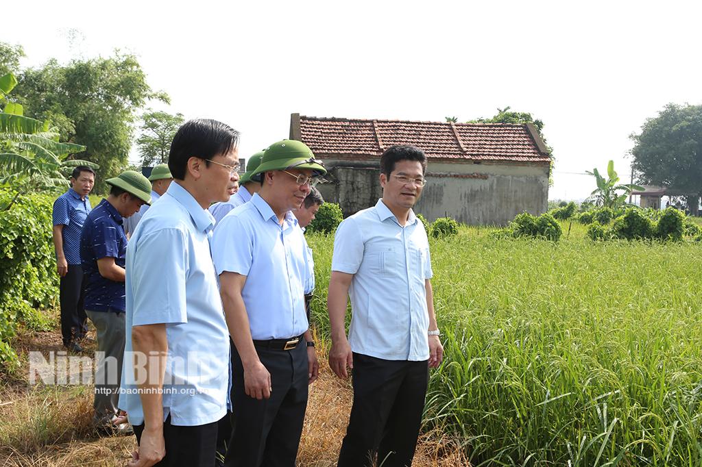 Đồng chí Phó Chủ tịch UBND tỉnh Trần Anh Dũng và đoàn thăm diện tích sản xuất lúa tưới, tiêu chủ động 80 ha của xã Quang Hưng.