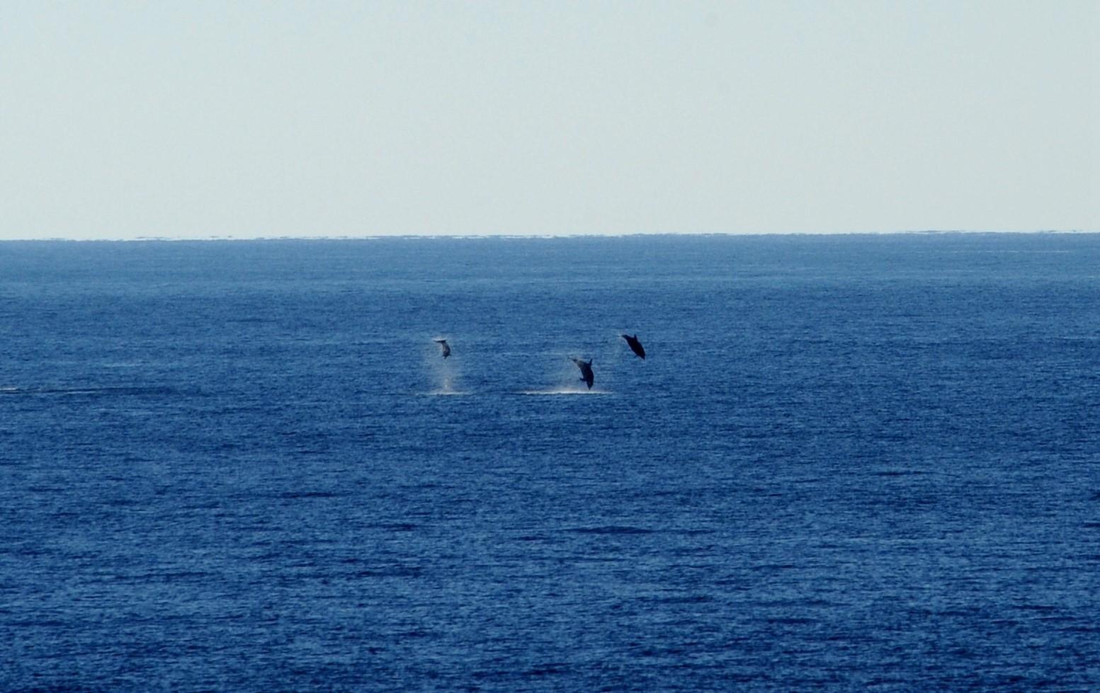 (Tư liệu) Cá heo tại vùng biển ở phía Bắc Ấn Độ Dương. Ảnh: THX/TTXVN