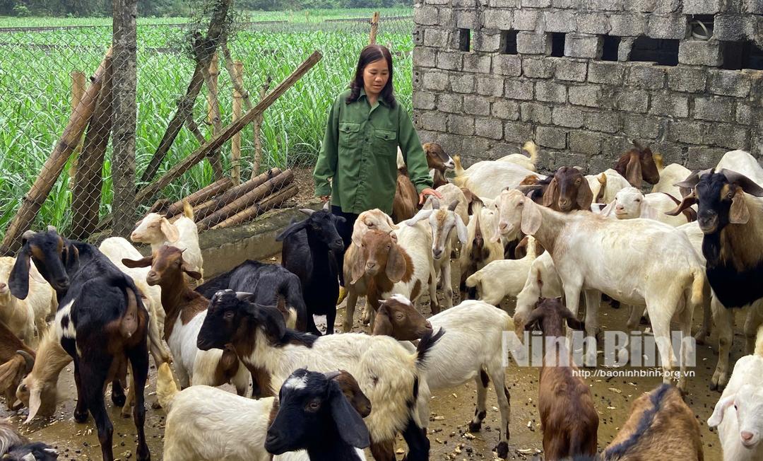Đối với cơ sở sản xuất động vật trên cạn bị thiệt hại do dịch bệnh động vật sẽ được hỗ trợ theo quy định của HĐND tỉnh. Ảnh minh họa.