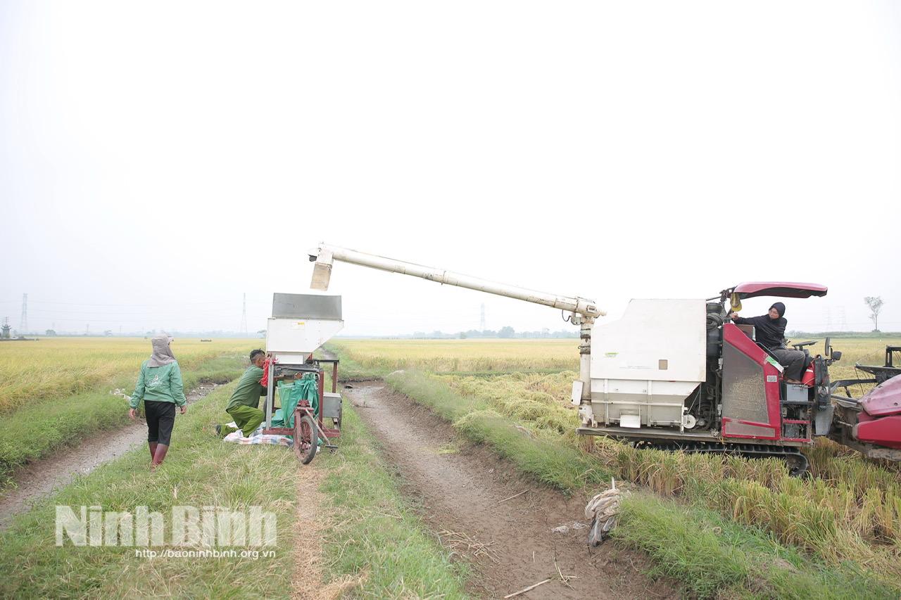 Nông dân xã Nam Đồng tập trung thu hoạch lúa mùa với phương châm "xanh nhà hơn già đồng". Ảnh: Hoàng Tuấn