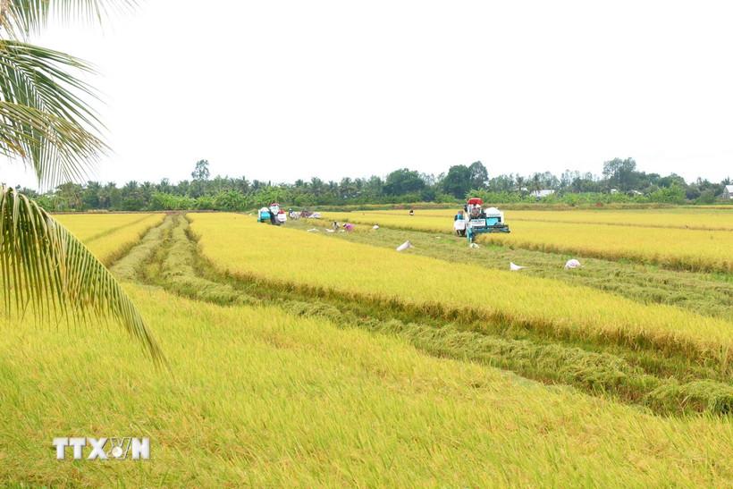 Một cánh đồng lúa chất lượng cao. (Nguồn: TTXVN)