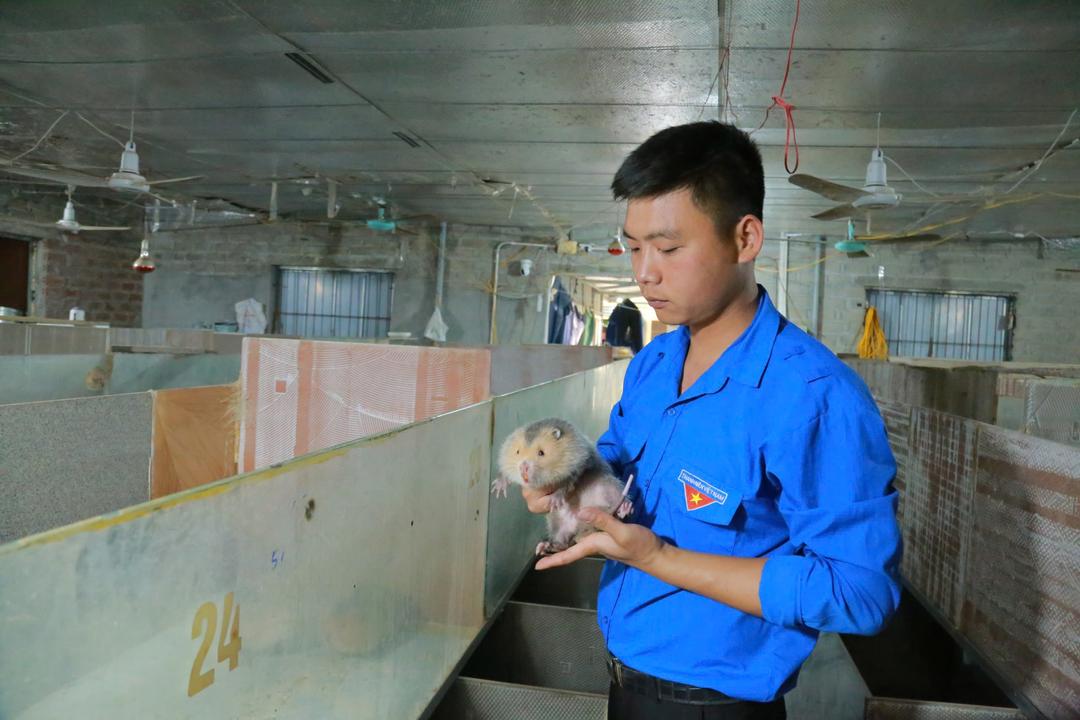 Mô hình nuôi dúi của anh Ngô Trung Lực, Bí thư Chi đoàn thôn xóm Giáo (xã Yên Đồng) mang lại hiệu quả kinh tế cao.