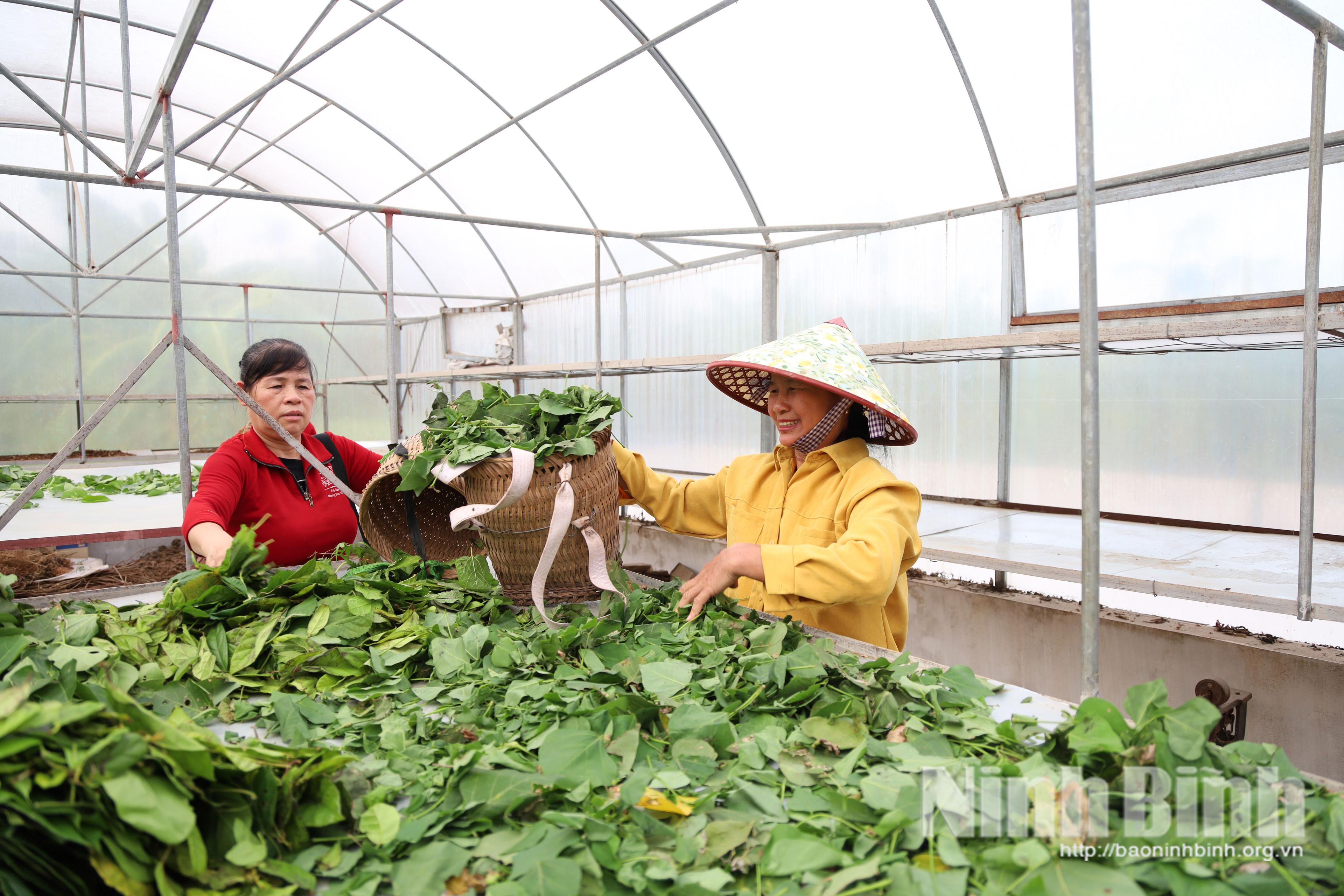 Phát triển cây dược liệu đang trở thành hướng đi hiệu quả trong phát triển kinh tế nông nghiệp ở Hải Quang.