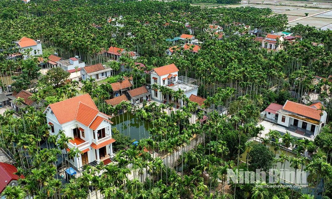 Làng quê xã Hải Anh nổi bật những hàng cau trải dài. Ảnh: Viết Dư