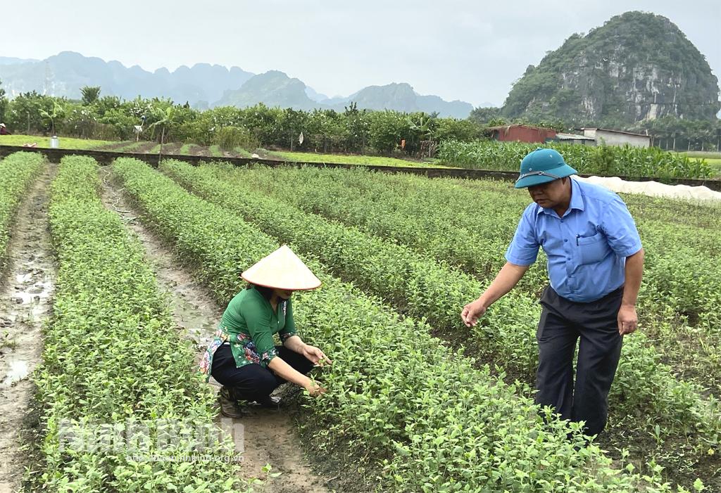 Nông dân Ninh Tiến với các mô hình sản xuất nông nghiệp hiệu quả