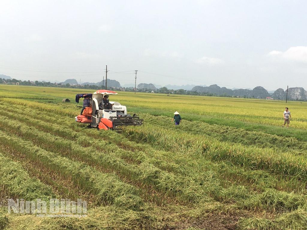 Gấp rút thu hoạch lúa mùa tránh bão số 7