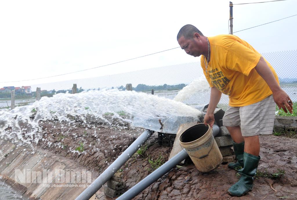 Gia Viễn đẩy mạnh thu hoạch lúa mùa, bảo vệ diện tích thủy sản