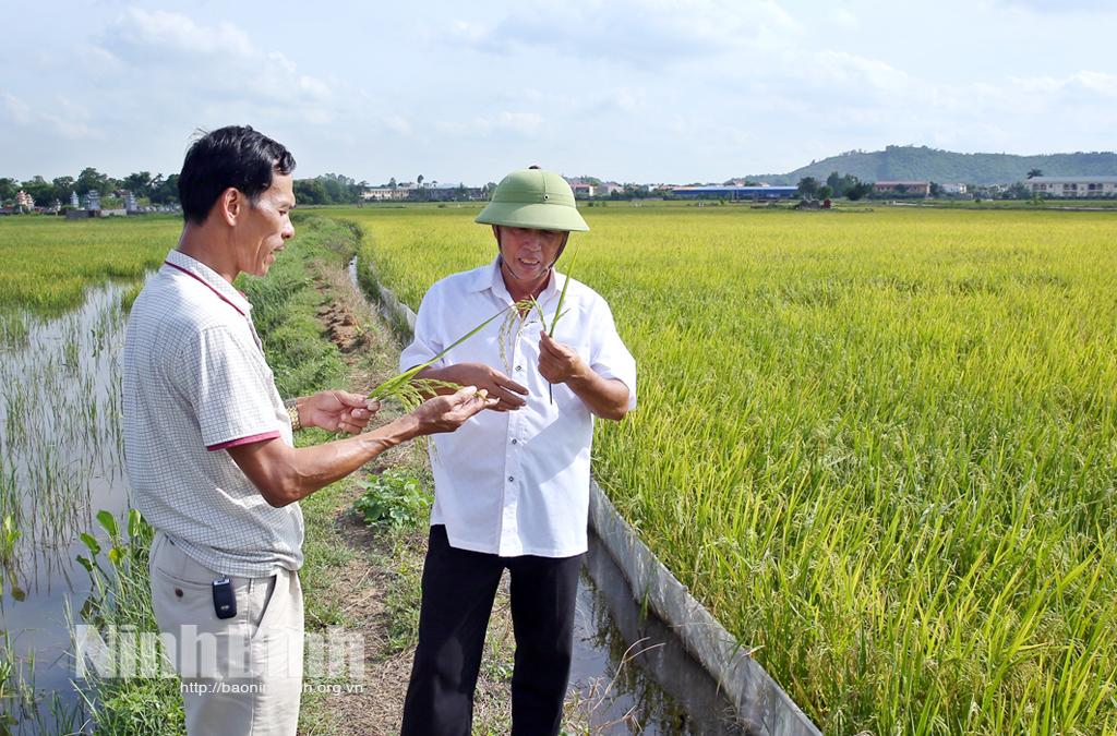 Gia Viễn: Triển vọng từ hai giống lúa mới HN6 và HG12
