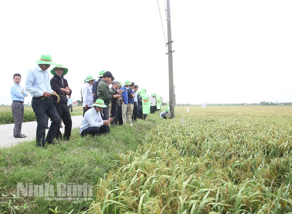 2 giống lúa Bắc Thơm số 7 và TBR 225 có gen kháng bạc lá cho năng suất tới 60-70,5 tạ/ha