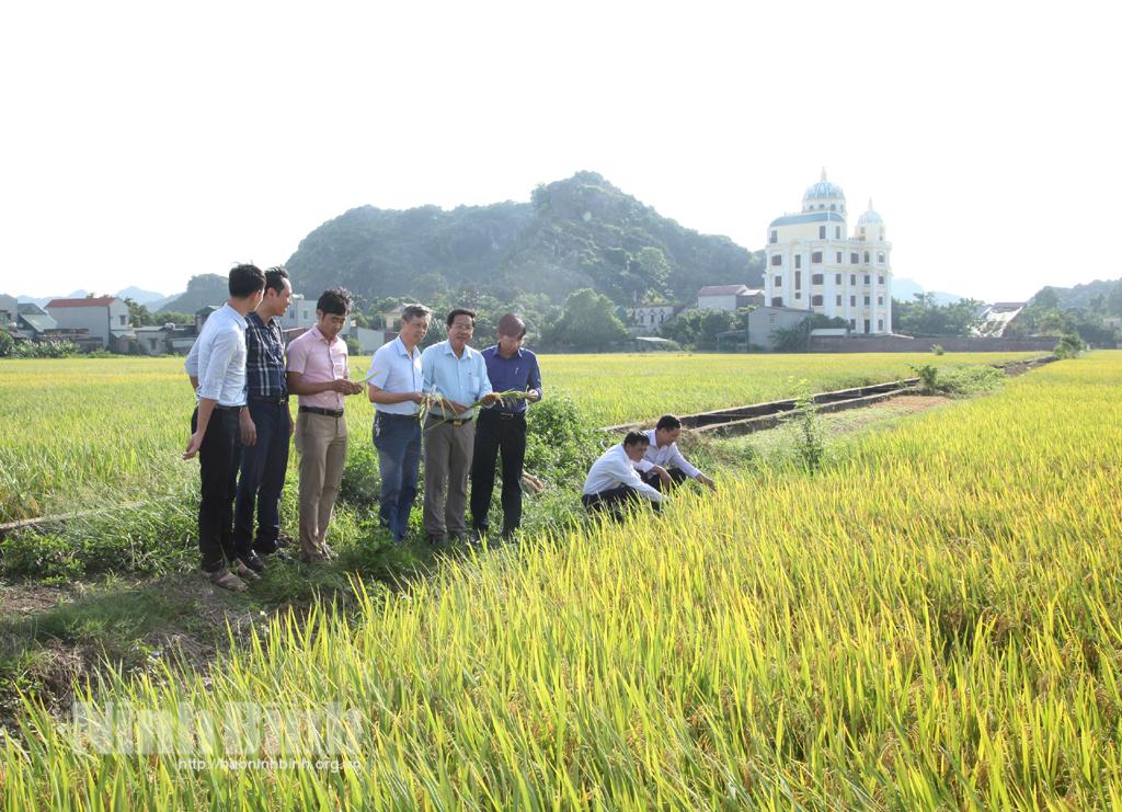 Hoa Lư, năng suất lúa mùa ước đạt 56 tạ/ha