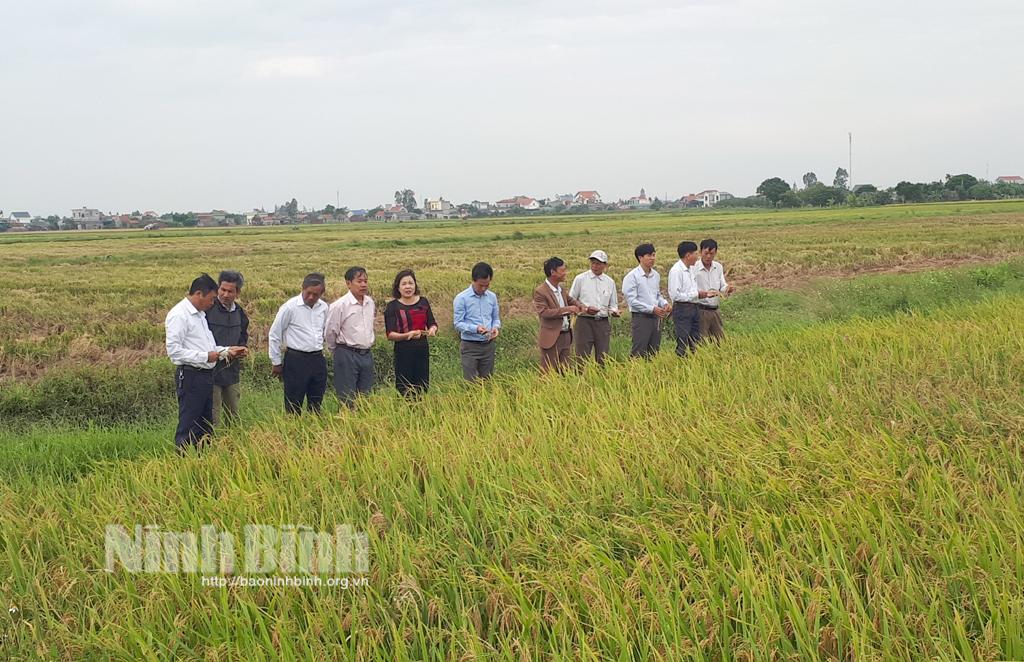 Nghiệm thu mô hình sản xuất lúa chất lượng cao theo hướng hữu cơ