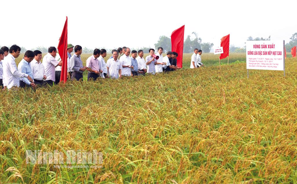 Tập trung phát triển nông nghiệp theo hướng hàng hóa