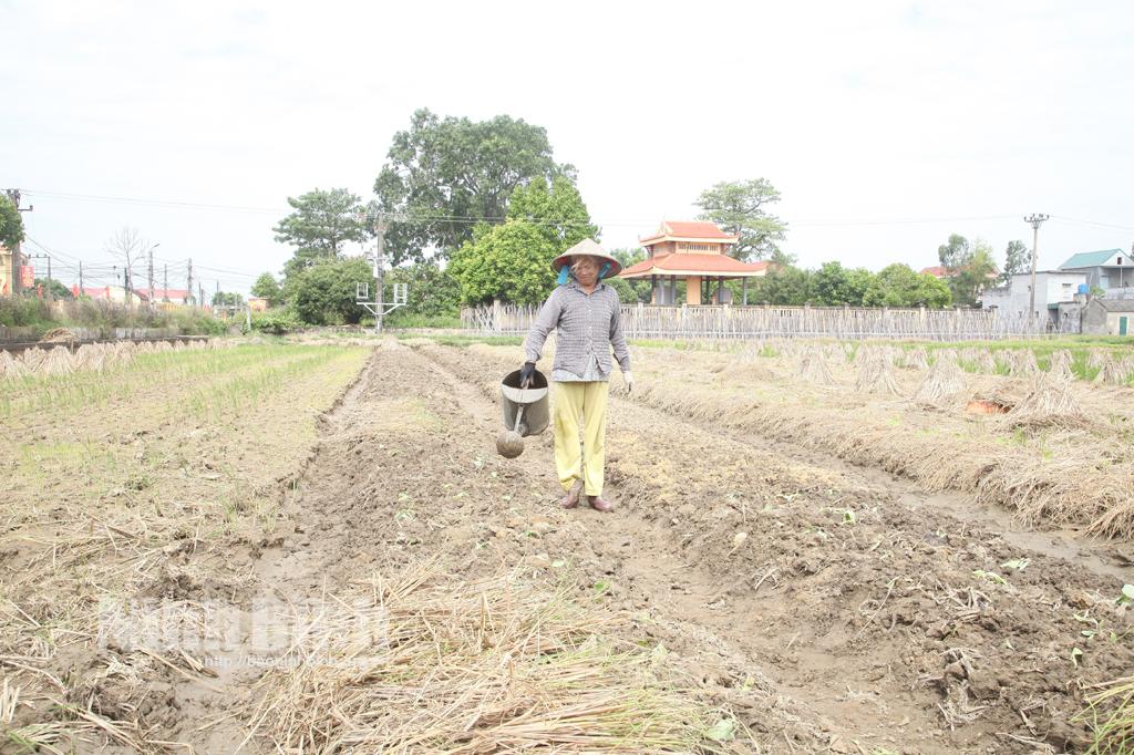 Toàn tỉnh đã gieo trồng được hơn 2 nghìn ha cây vụ đông