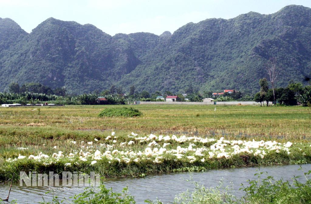 Yên Đồng đối mặt với nguy cơ dịch cúm gia cầm lây lan ra diện rộng