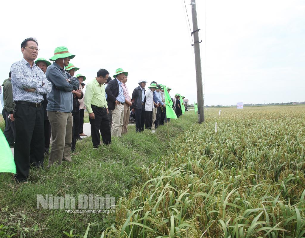 "Lời giải" cho bệnh bạc lá lúa ở vụ mùa