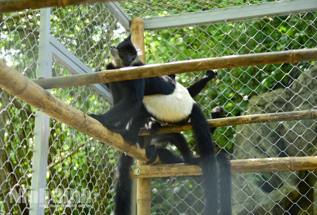 Bảo vệ rừng ở Quần thể danh thắng Tràng An