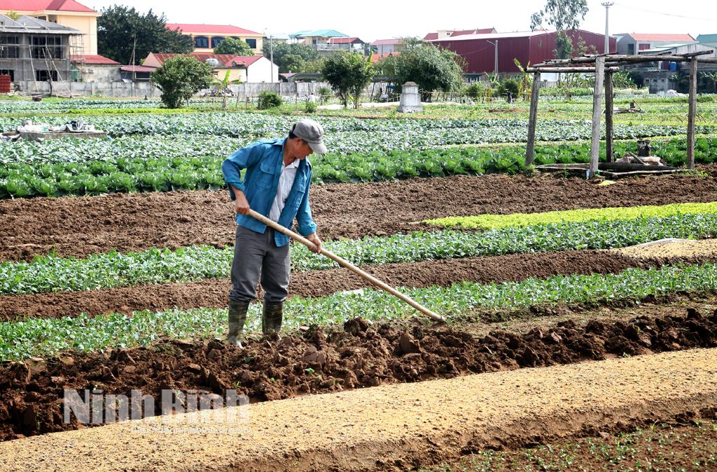 Nhiều giải pháp để đảm bảo kế hoạch sản xuất vụ đông năm 2020