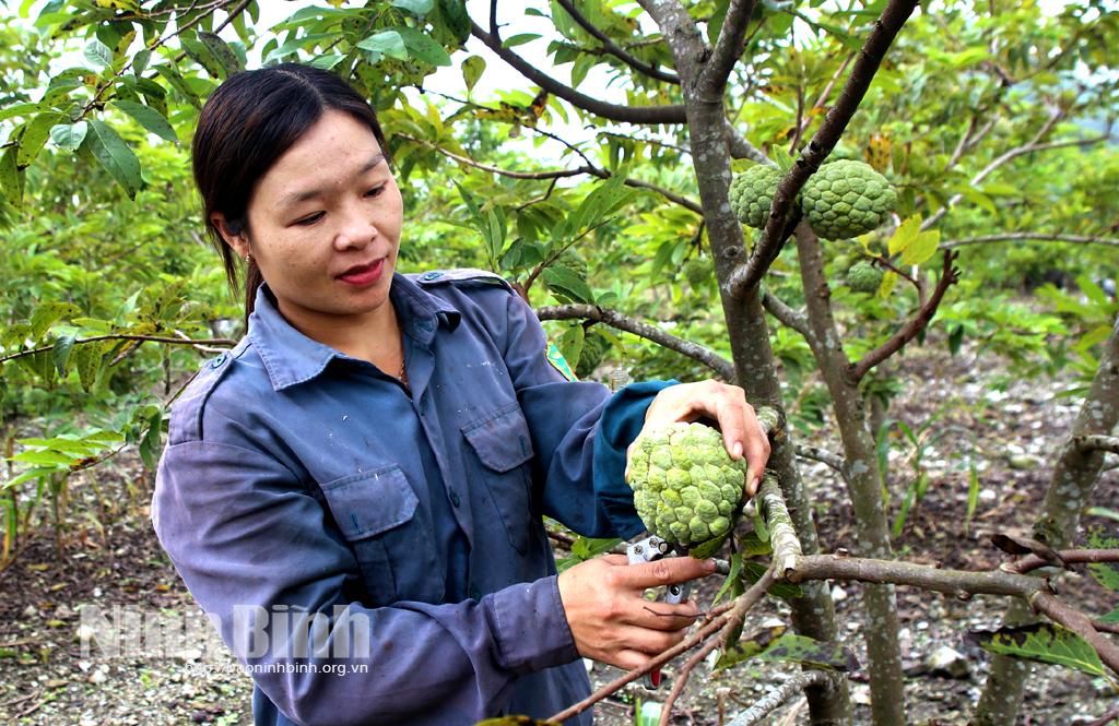Phú Long: Trồng na trái vụ cho thu nhập cao