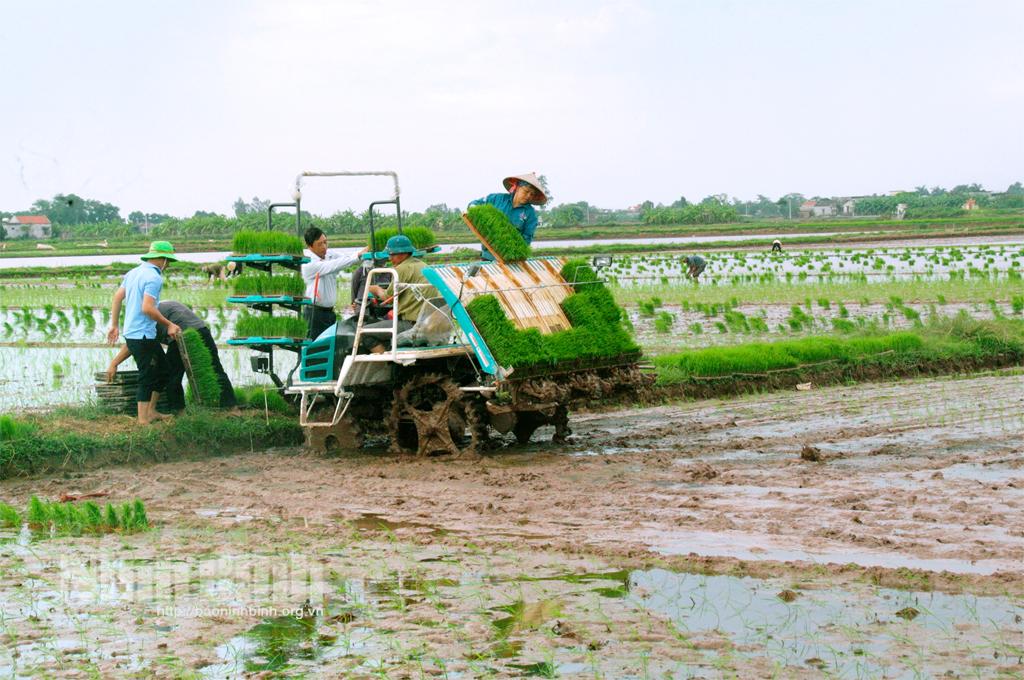 Tìm giải pháp mở rộng diện tích lúa cấy