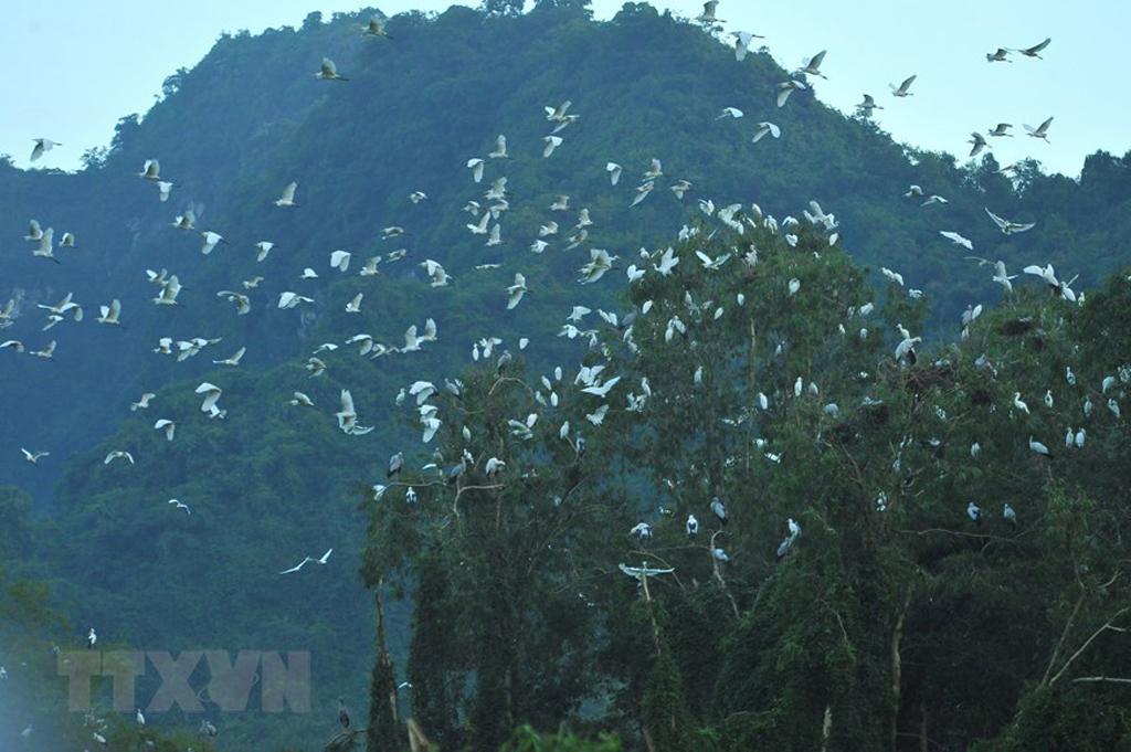 Thung Nham Bird Park - a site for bird lovers