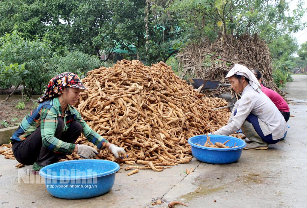 Từng bước cơ giới hóa khâu sơ chế, chế biến dược liệu