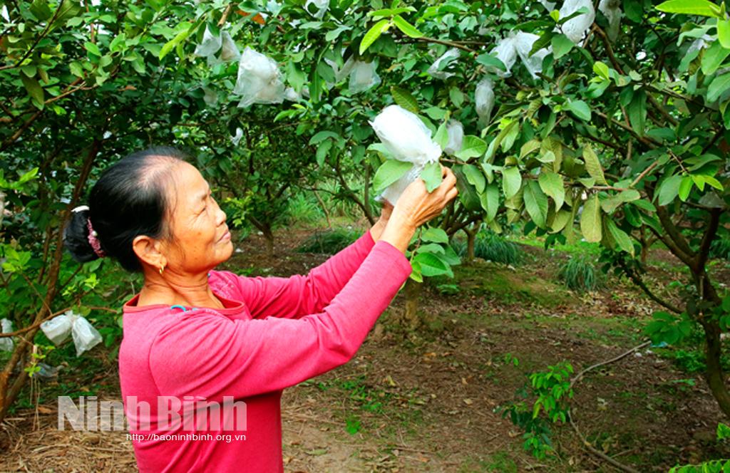 Khánh Thành: Trồng ổi cho hiệu quả kinh tế cao