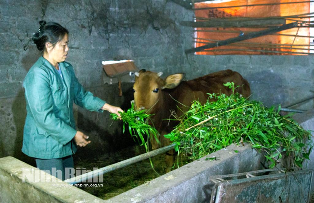 Nho Quan chủ động phòng, chống rét cho gia súc, gia cầm