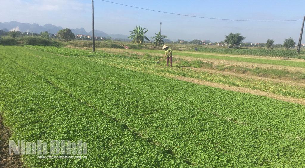 HTX nông nghiệp Vân Trà: Đưa cây rau má vào trồng trên đồng ruộng