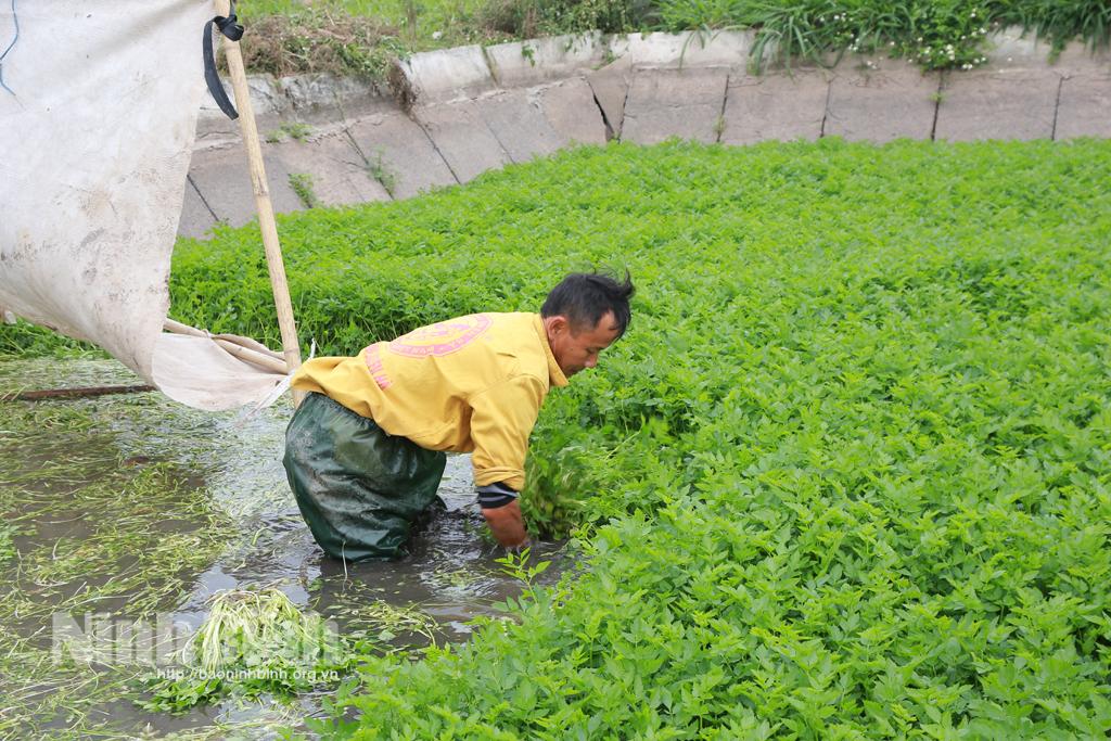 Xây dựng thương hiệu cho rau cần Yên Hòa