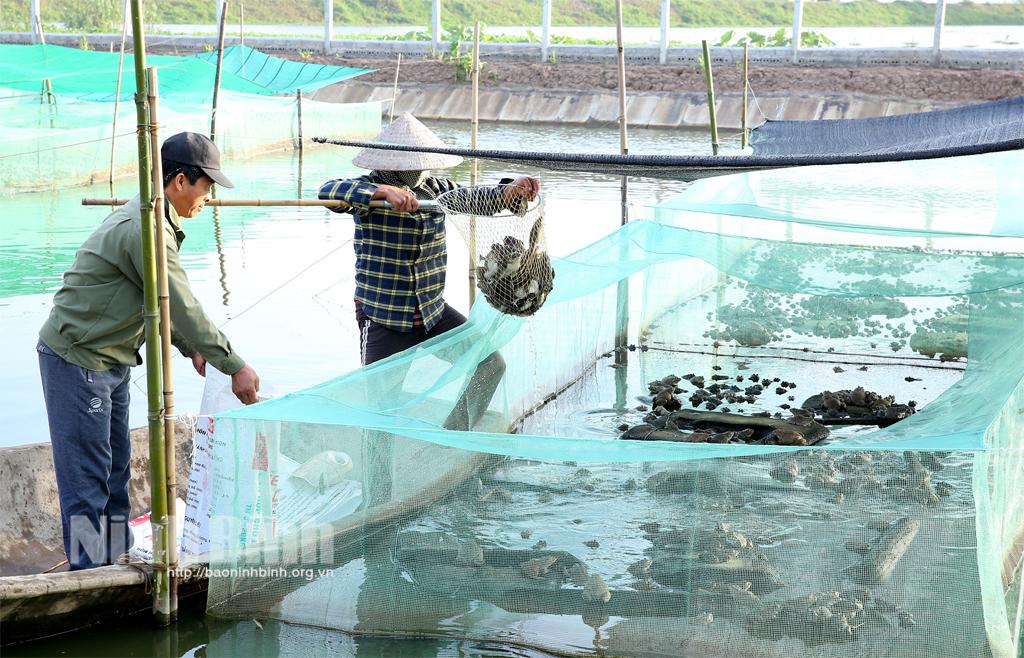 Gia Viễn: Thu hoạch thủy sản, chuẩn bị sản xuất vụ đông xuân