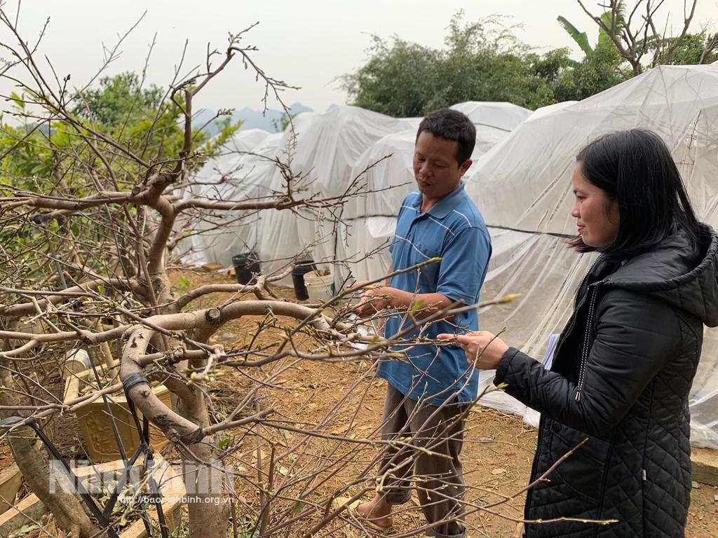 Người đầu tiên đưa cây hoa mai về đất Đông Sơn