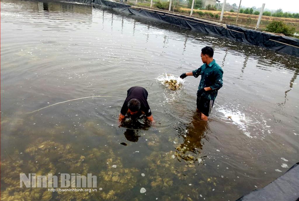Dán tem "thông hành" cho con hàu giống Kim Sơn