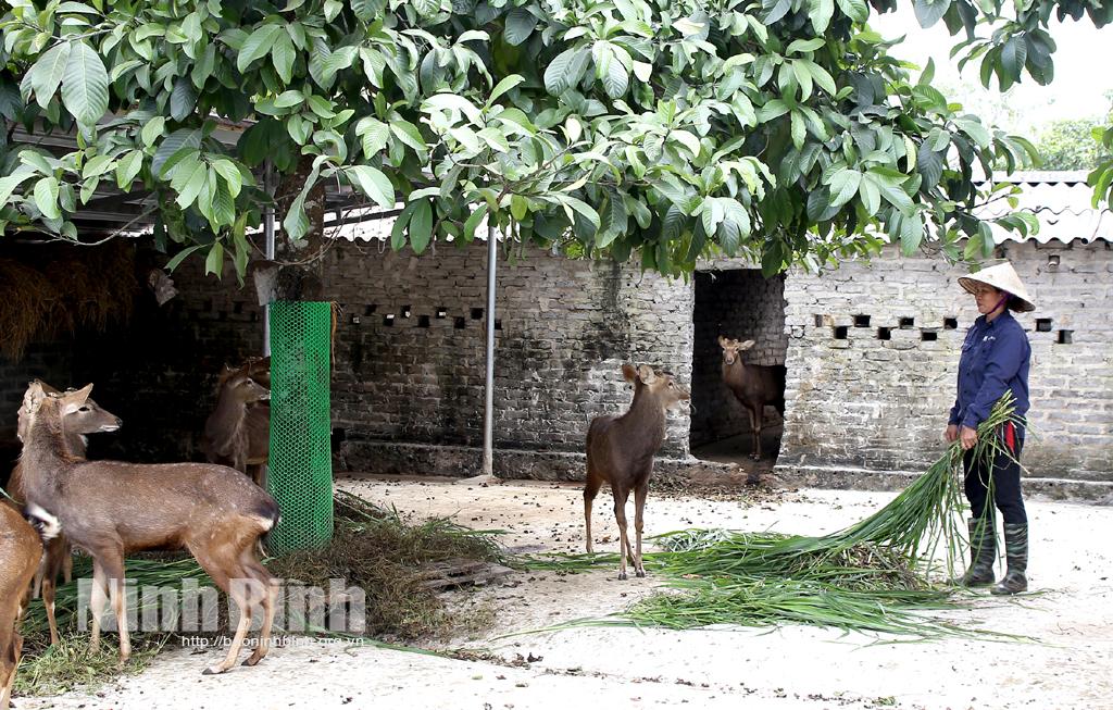 Phú Long: Phát triển con nuôi đặc sản phục vụ Tết