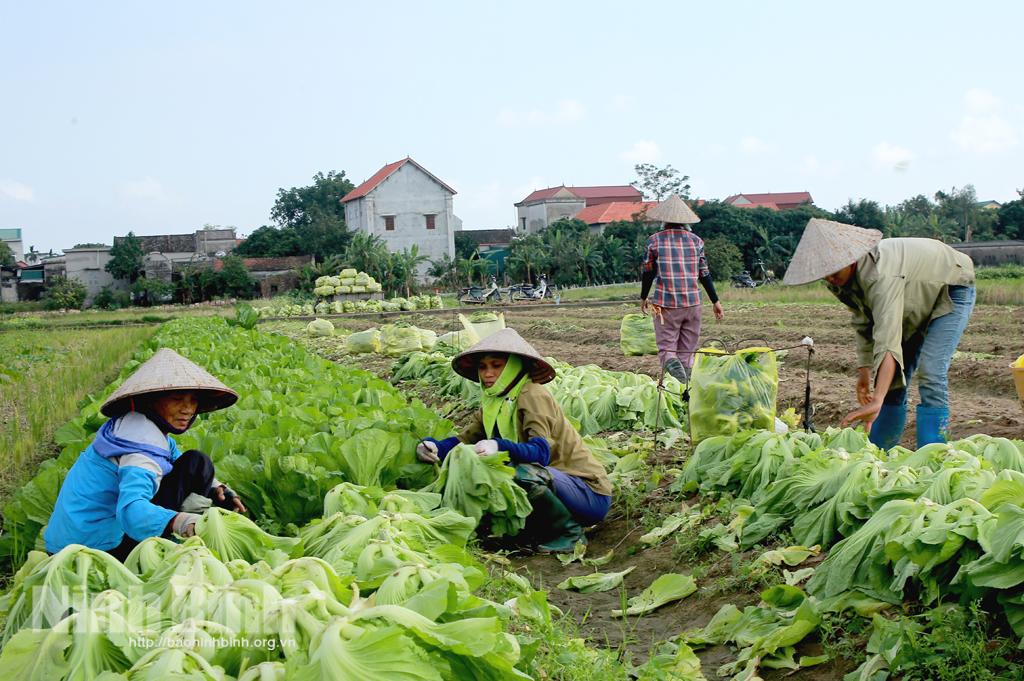 Yên Khánh phát triển đa dạng cây vụ đông có giá trị kinh tế cao