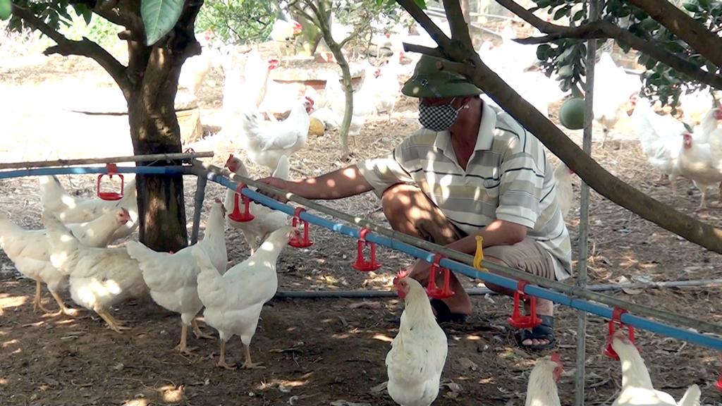 Biện pháp chống nắng, nóng cho đàn vật nuôi