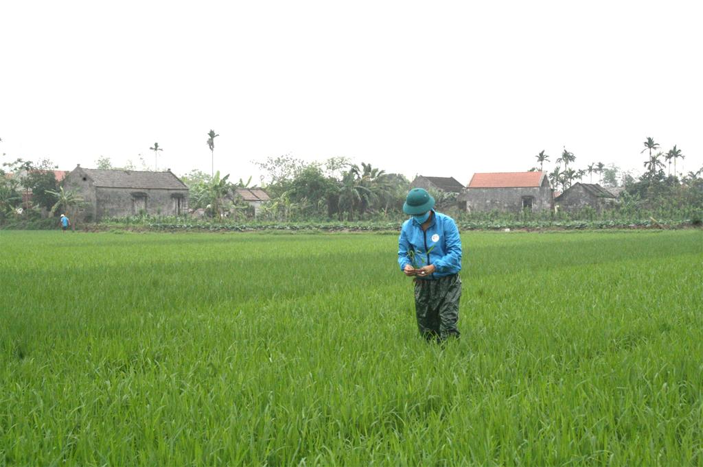 Tập trung kiểm soát bệnh lùn sọc đen trong vụ mùa